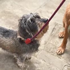 Red Rope Collar
